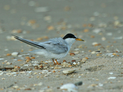IMG_8105_Least Tern_1.jpg