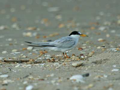 IMG_8107_Least Tern_1.jpg