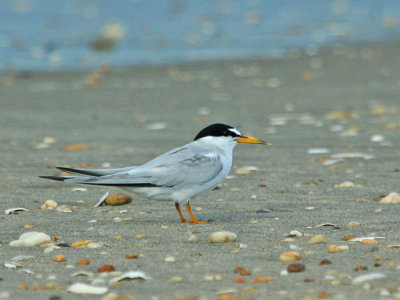 IMG_8119_Least Tern_1.jpg