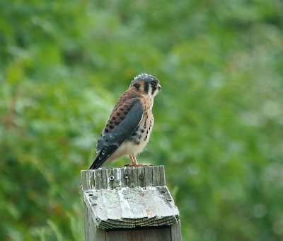 IMG_8446 American Kestrelfalcon.jpg