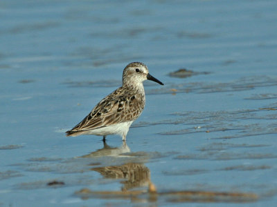 IMG_8052_Semipalmated Sandpiper_1.jpg