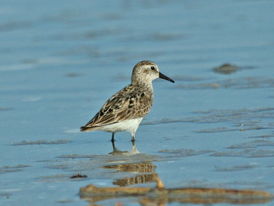 IMG_8056_Semipalmated Sandpiper_1.jpg