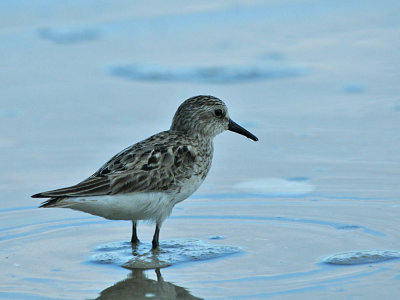 IMG_8123_Semipalmated Sandpiper_juvenile1.jpg