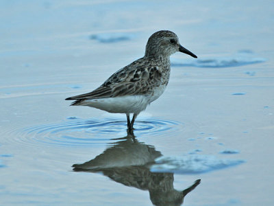 IMG_8128_Semipalmated Sandpiper_1.jpg
