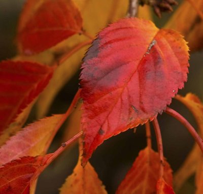 leaf colour