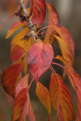 autumn orange