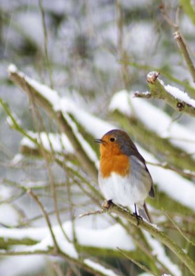 snow robin