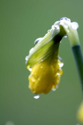 daff head
