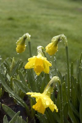 daffs