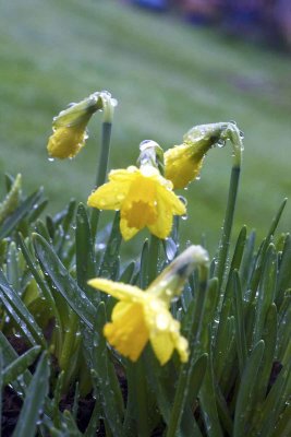 four daffs