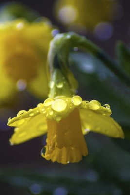 raindrops