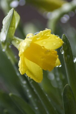 raindrops two