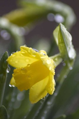 wet daff