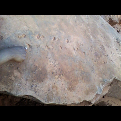fossil tracks!?