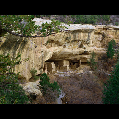 click here for...Mesa Verde Spruce Tree House