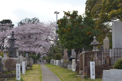 Aoyama Cemetery 青山靈園