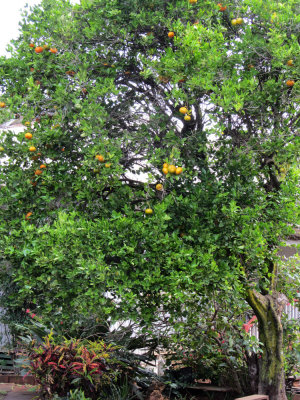 Orange Tree