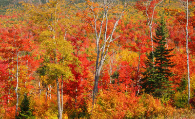 New England Fall Foilage 2012