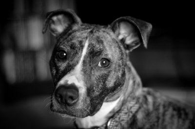 Oliver_BW-small-7.jpg