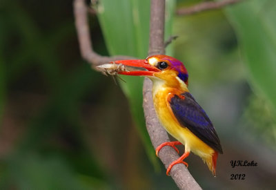 Oriental Dwaft or  Black-backed Kingfisher