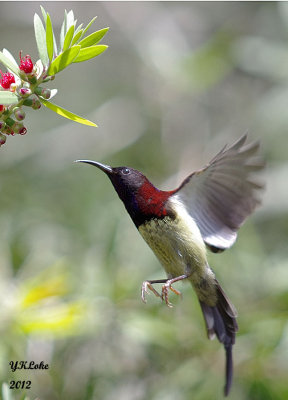 Black-throated Sunbird in fly 