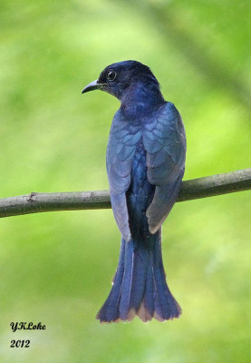 Asian Drongo Cuckoo