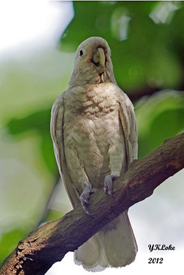 Tanimbar Corella