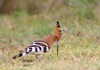 Eurasian Hoopoe