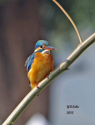 Common Kingfisher
