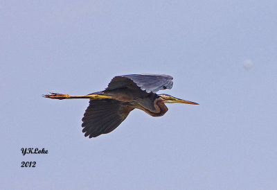 Grey Heron