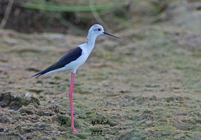 Black-winged Stilt