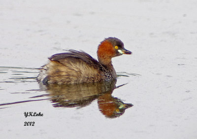 Little Grebe
