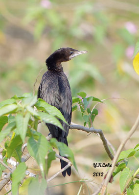 Little Cormorant