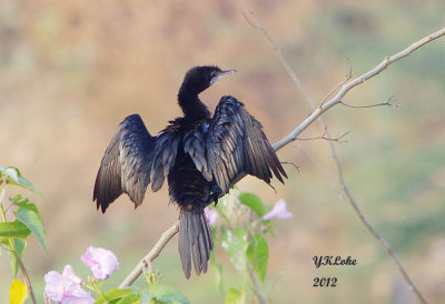 Little Cormorant