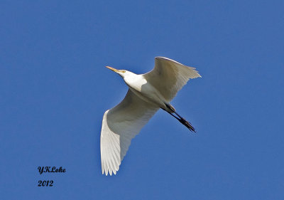 Egret