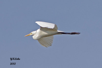 Egret