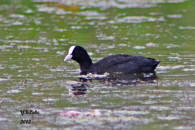 Common Coot