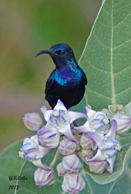 Purple Sunbird