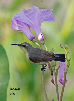 IMGP9704 