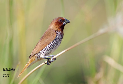 Scaly-breasted Munia