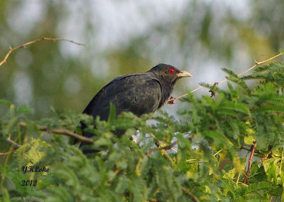 Asian Koel (Male)