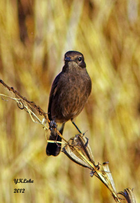 Black Redstart (Male)