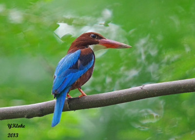 White-throated Kingfisher