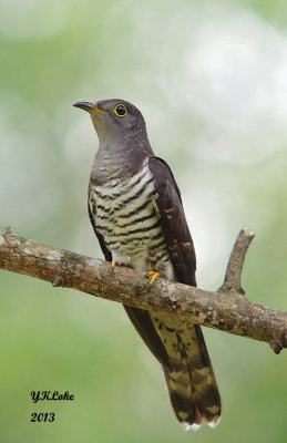 Indian Cuckoo