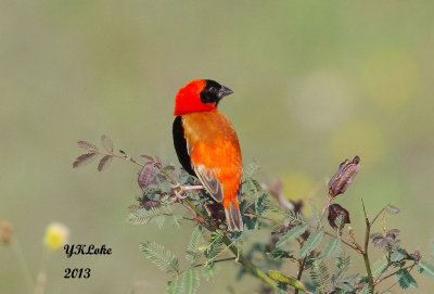 Southern Red Bishop