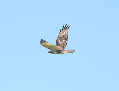 Red-tailed Hawk Juvenile