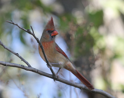 Male Cardinal - Juvenile