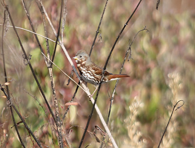 Fox Sparrow