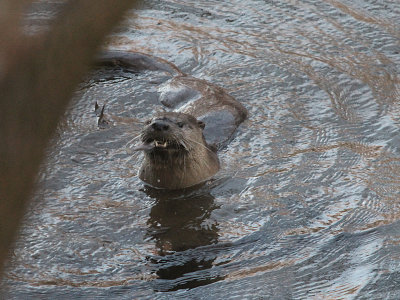 Non-bird Wildlife