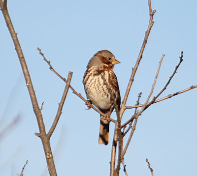 Fox Sparrow